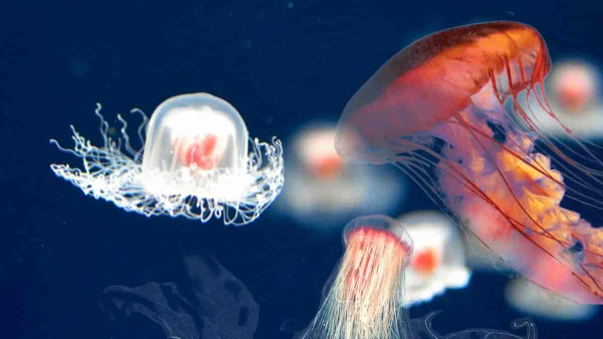 The Jellyfish That Never Dies
